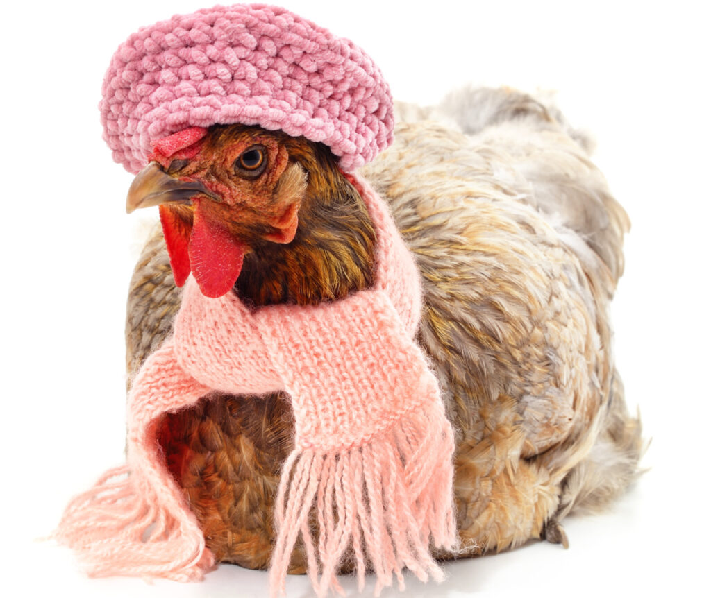 Do Chickens Need Heat in Winter? Backyard Poultry